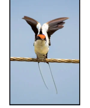 Birds 1