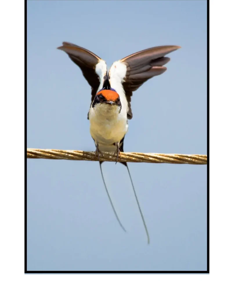 birds-1-frame
