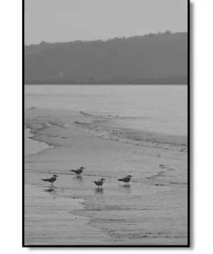 Birds 2