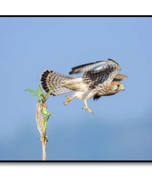 Birds 3