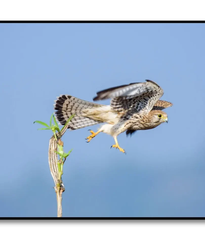birds-3-frame