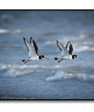 Birds 4