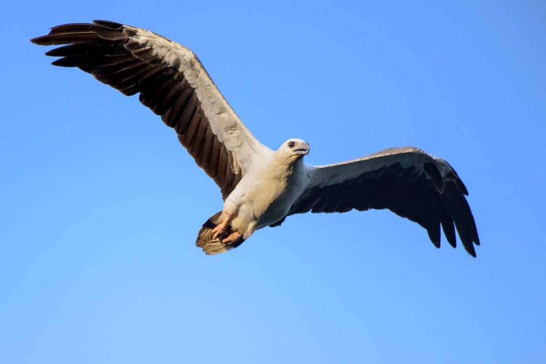 Birds 5