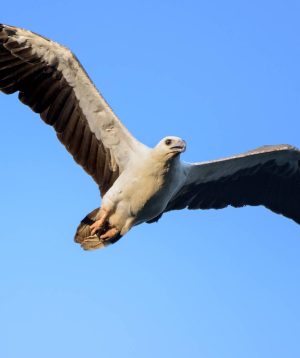 Birds 5